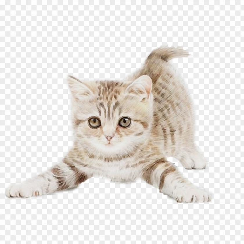 European Shorthair Kitten Cat Small To Medium-sized Cats Tabby Whiskers PNG