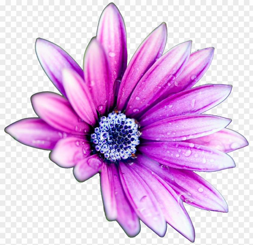 Purple Daisies Flower High-definition Television Display Resolution Common Daisy Wallpaper PNG
