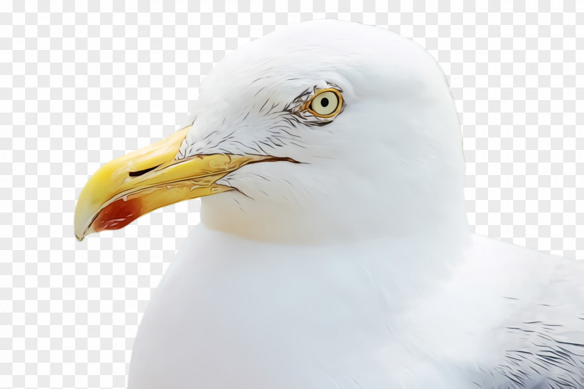 Ring Billed Gull Closeup Bird Beak Western European Herring PNG