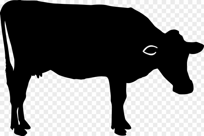 Bovine Snout Livestock Silhouette Dairy Cow PNG