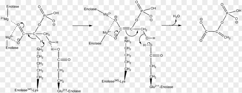 Car 2-Phosphoglyceric Acid Technology Phosphoenolpyruvic PNG