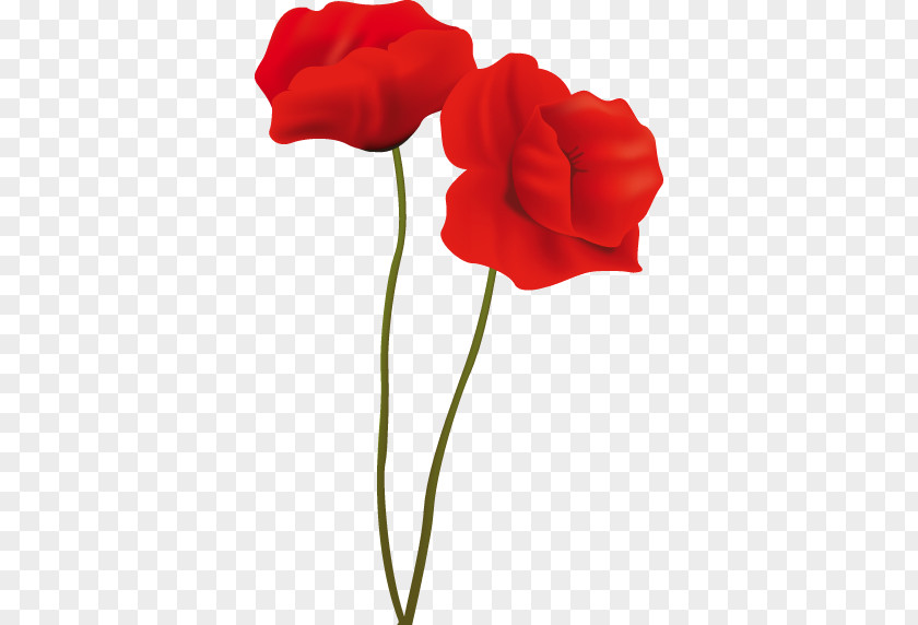 Flower Common Poppy PNG