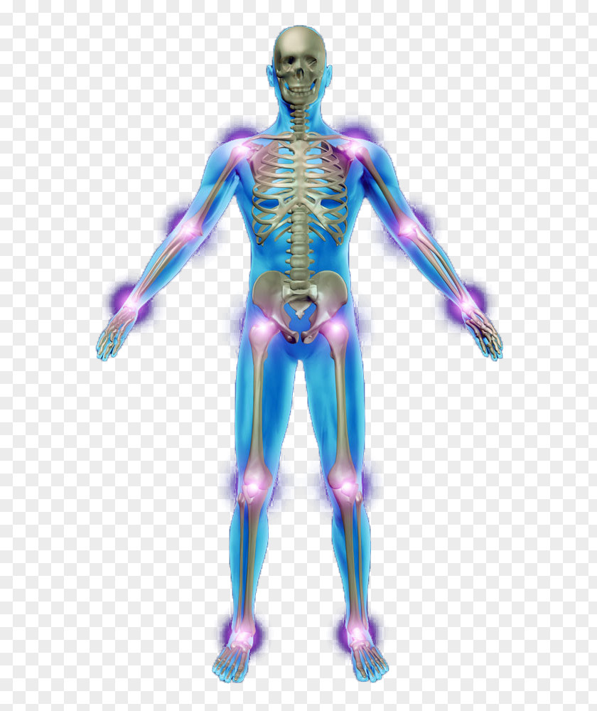 Human Skeleton Photography Anatomy Bone PNG
