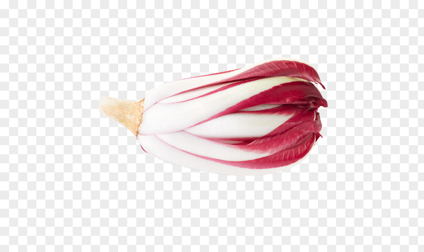 Radicchio Rosso Di Treviso Chicory Stock Photography Vegetable PNG