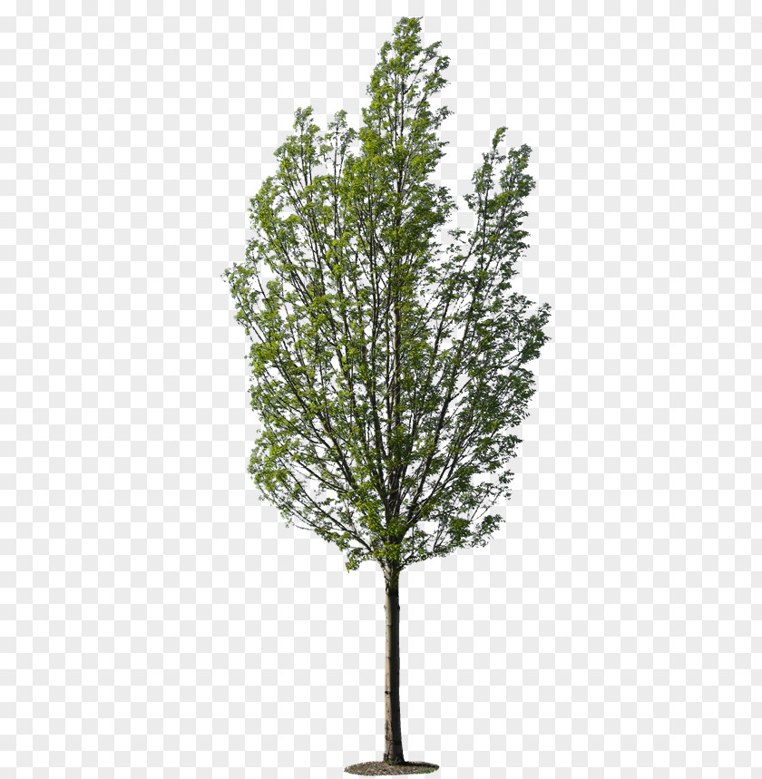 Tree Larch Planting Tropical Woody Bamboos PNG
