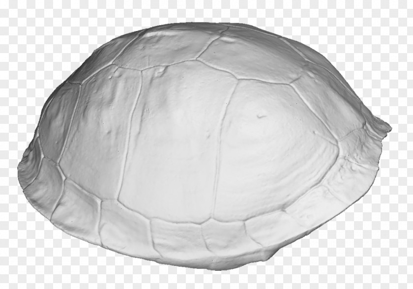 Turtle Shell Border 3D Scanning Image Scanner Tortoise M PNG