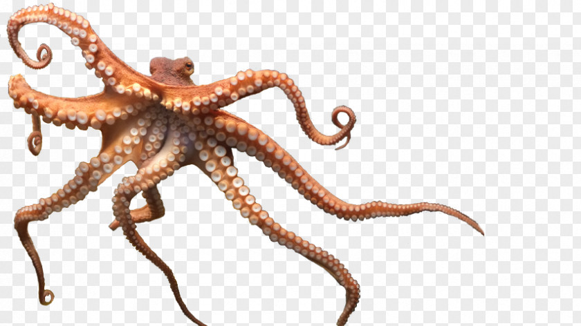 Enteroctopus Dofleini Clip Art PNG