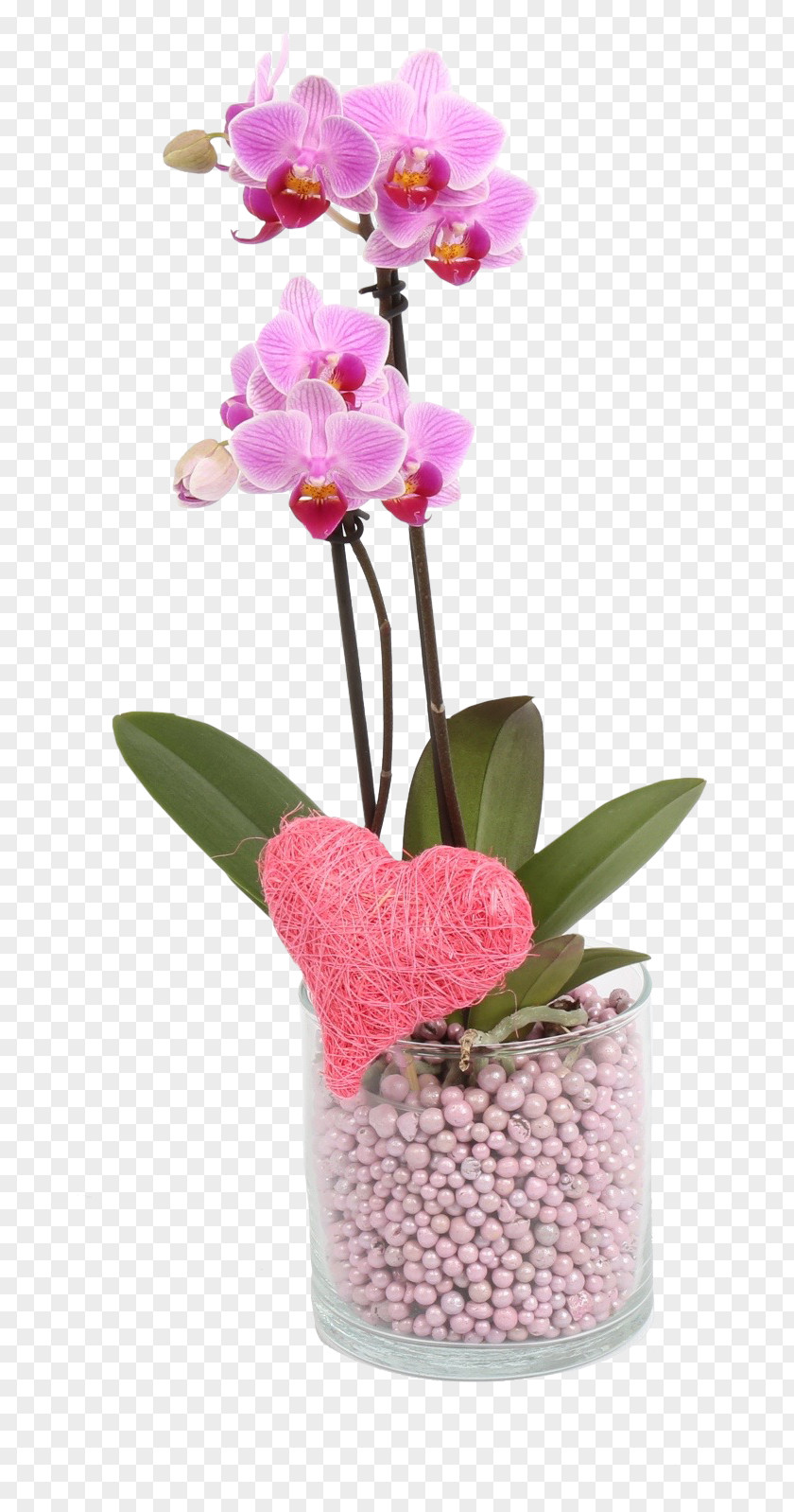 Flower Moth Orchids Cattleya Floral Design Cut Flowers PNG