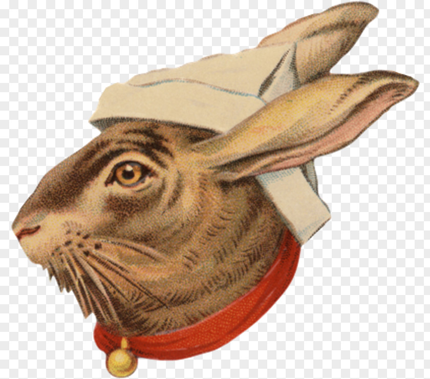 Hare Fauna Snout PNG