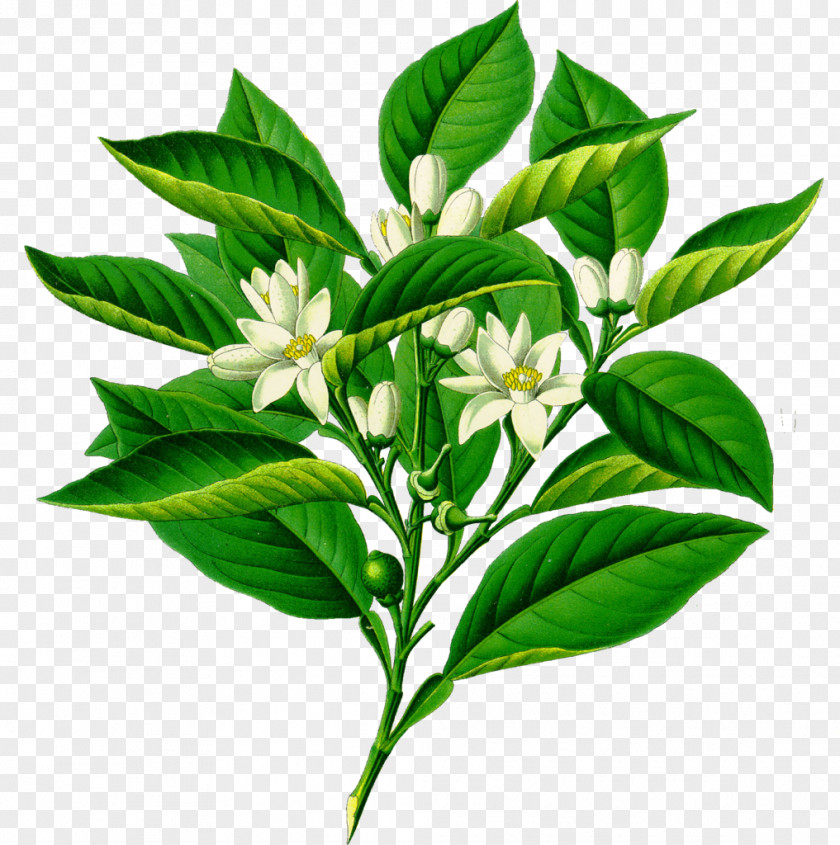 Orange Köhler's Medicinal Plants Botanical Illustration Bitter PNG