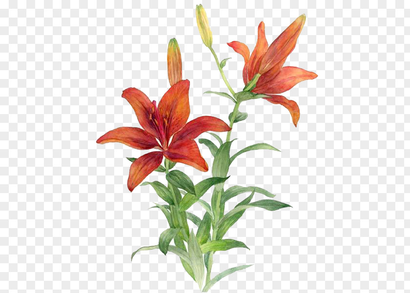 Red Lily Lilium Bulbiferum Flower PNG