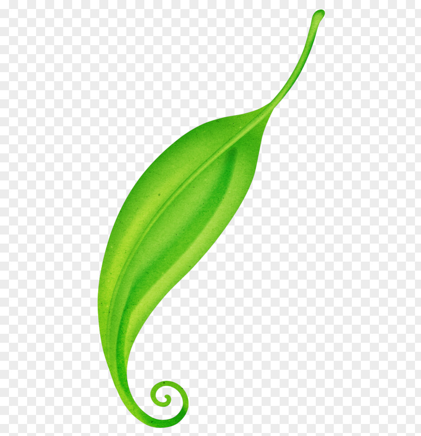 Anthurium Plant Lily Flower Cartoon PNG