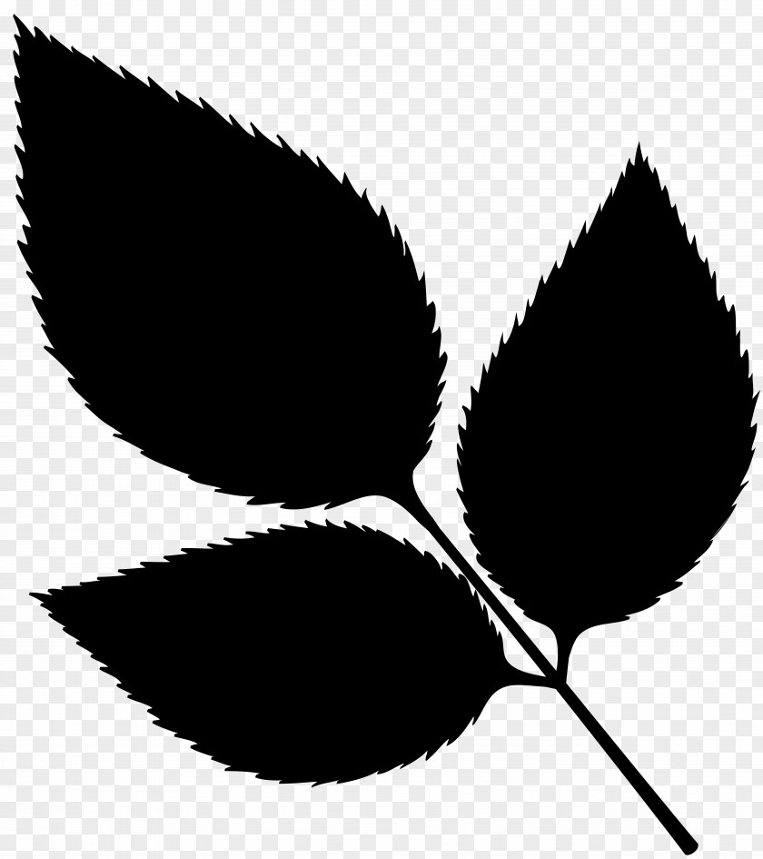 Leaf Clip Art Plant Stem Line Pattern PNG