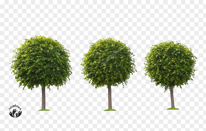Tree Stock Photography Illustration Image PNG