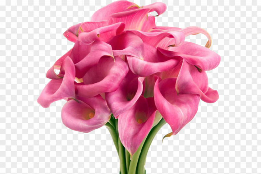 WEDDING FLOWERS Arum-lily Cut Flowers Pink Callalily PNG