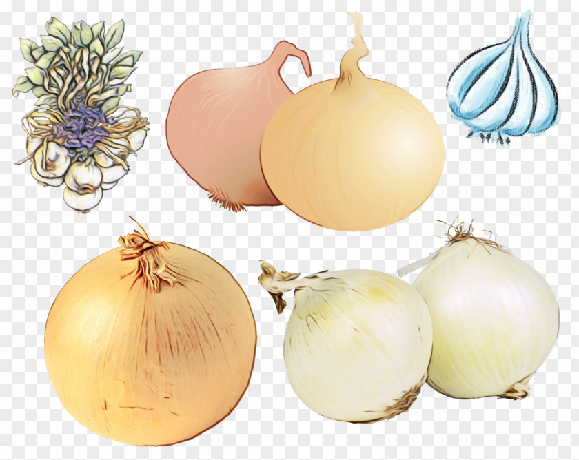 Amaryllis Family Shallot Onion Vegetable Yellow Food Plant PNG