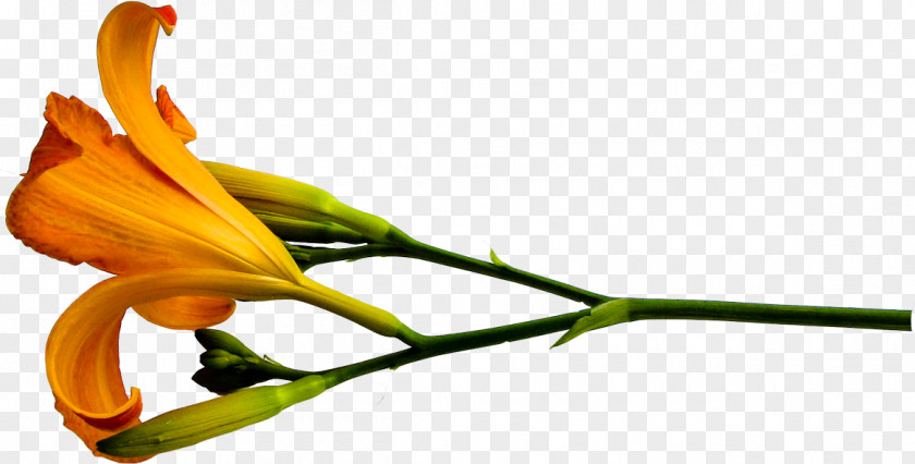 Flower Petal Lilium Plant Long Yellow Daylily PNG