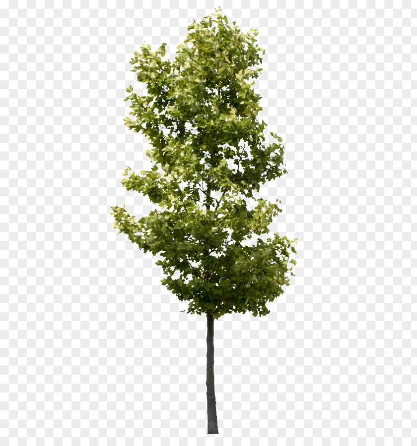 Natural Tree Branch American Sycamore Oak Populus Nigra PNG