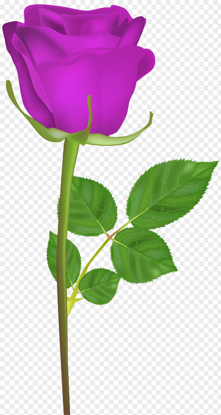 Rose With Stem Purple Clip Art Image Garden Roses Centifolia PNG