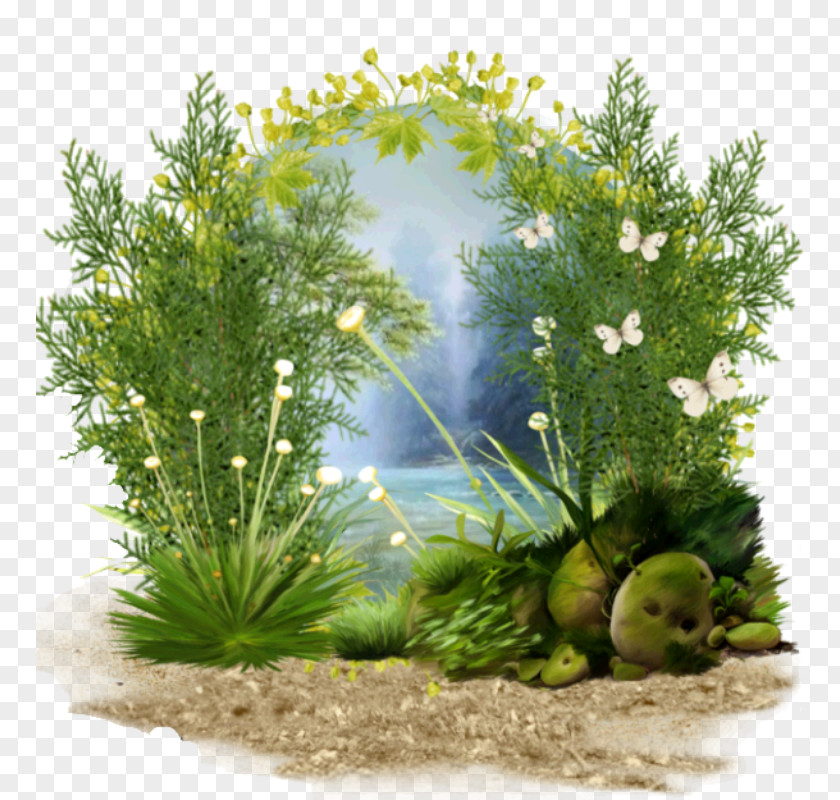 Tree Grasses Herb Aquarium Family PNG