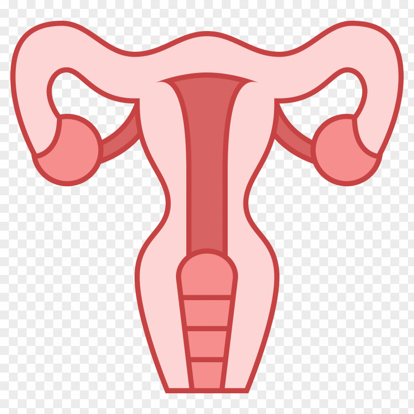 Uterus Endometrium Endometriosis Myometrium Endometrial Cancer PNG