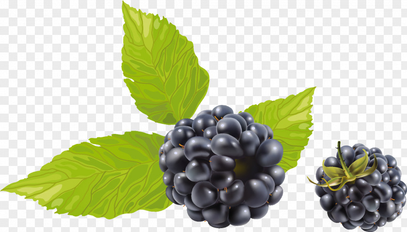 Blackberry Clip Art PNG