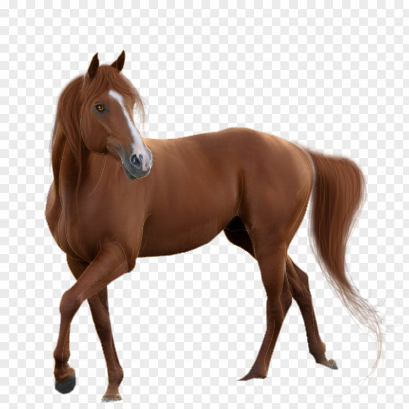 Centaur Mockup Acupuncture Pony Horses Foal PNG