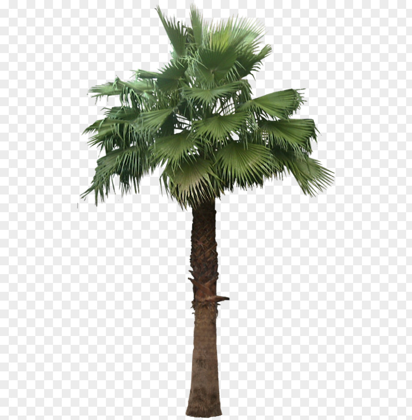 Date Palm Arecaceae Tree Washingtonia Robusta Plant Sago PNG