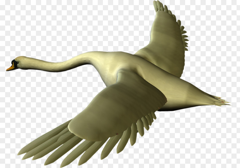 Duck Goose Feather Beak Wildlife PNG