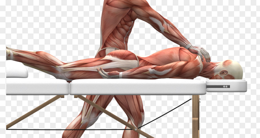 Erector Spinae Physical Therapy Massage Scoliosis Soft Tissue PNG