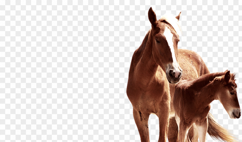 Horse Rein Pellet Fuel Halter Foal PNG