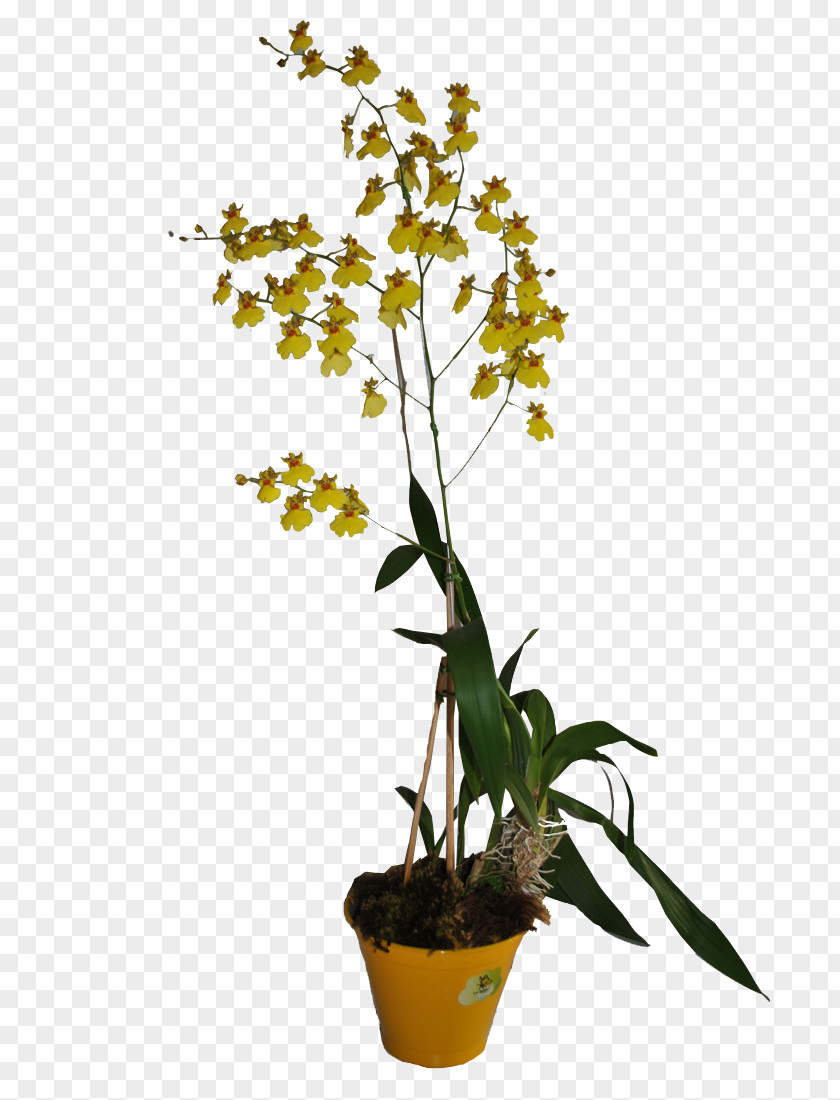 Orquideas Moth Orchids Dendrobium Flowerpot Houseplant PNG