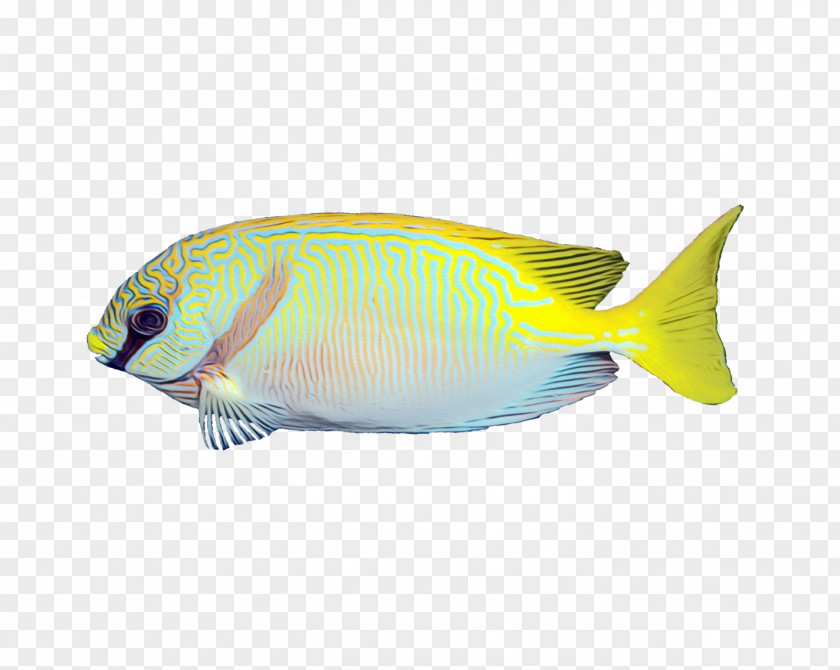 Perciformes Rayfinned Fish Coral Reef Background PNG