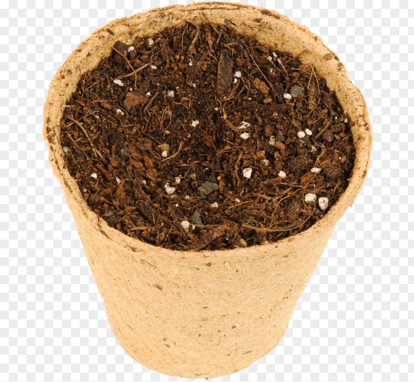 Stenocereus Eruca Soil Flowerpot PNG