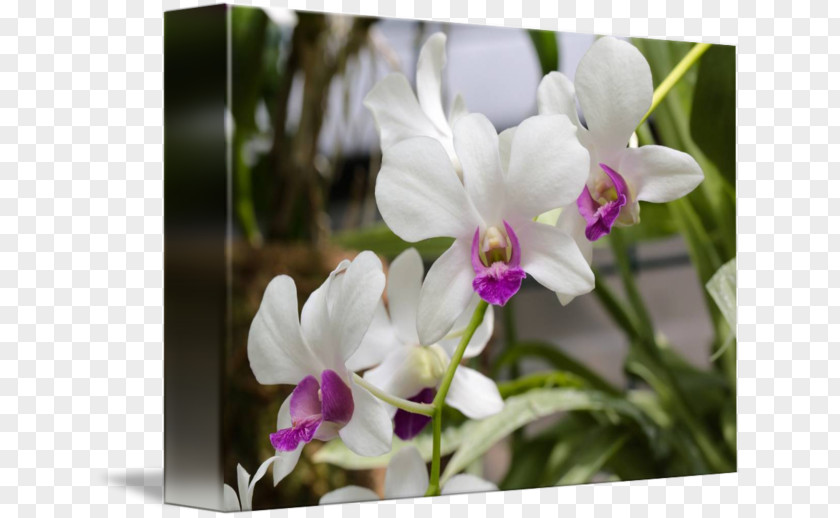 White Orchid Flowering Plant Cattleya Orchids Dendrobium PNG