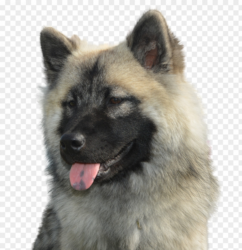 Akita Fawn Cartoon Dog PNG