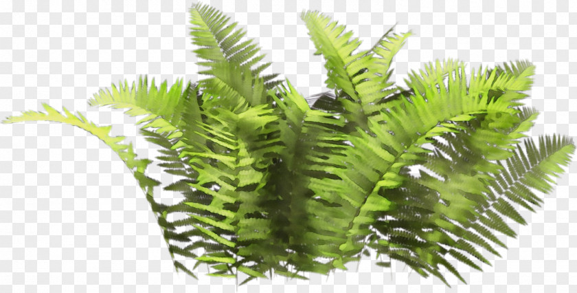 Caulerpa Elaeis Plants Background PNG