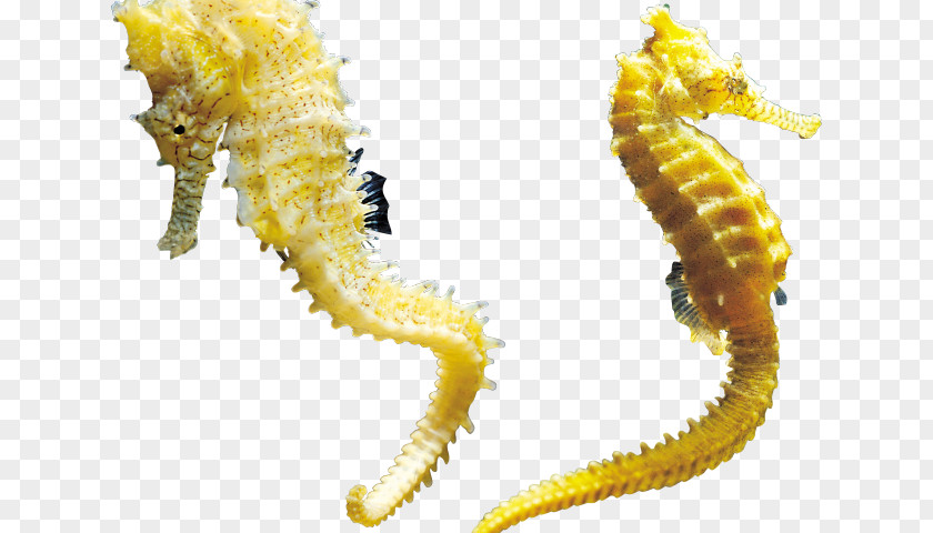 Centipede Seahorse Animal PNG