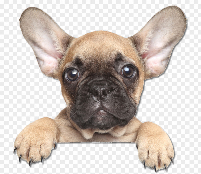 French Bulldog Face The Puppy Training Handbook: How To Raise Dog Of Your Dreams Australian Shepherd PNG