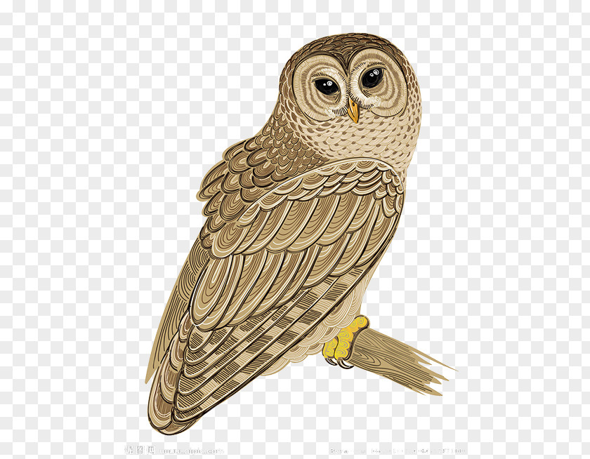 Hand-painted Owl Barred Bird Clip Art PNG