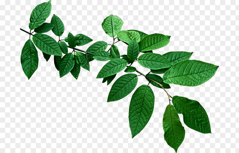 Leaf Branch Tree Petal PNG