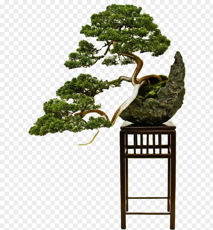 Tree Bonsai Styles The Japanese Art Of Miniature Trees And Landscapes Pruning PNG