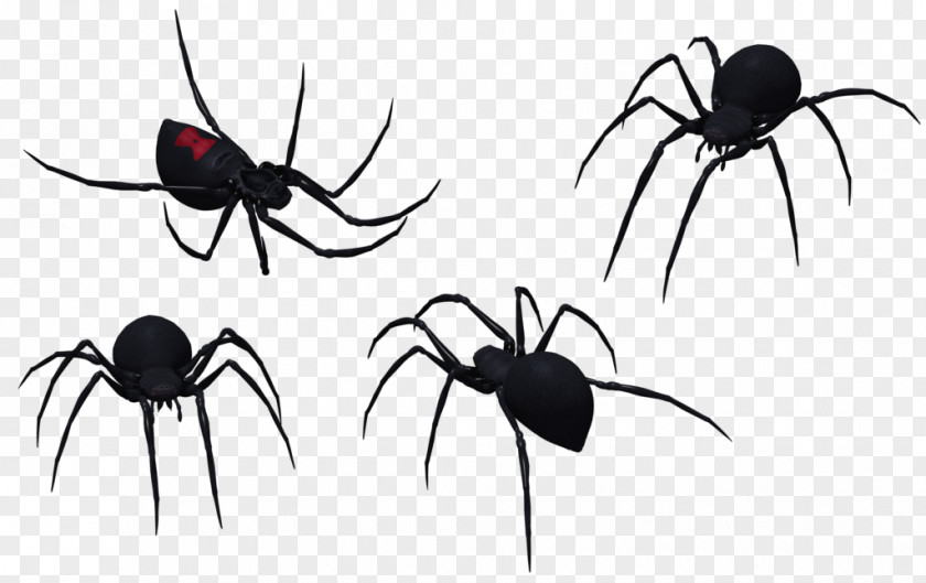 Black Widow Spider Art Southern Clip PNG