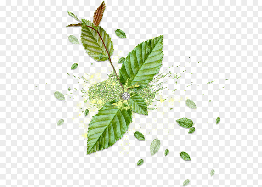 Green Mint Leaves Color PNG