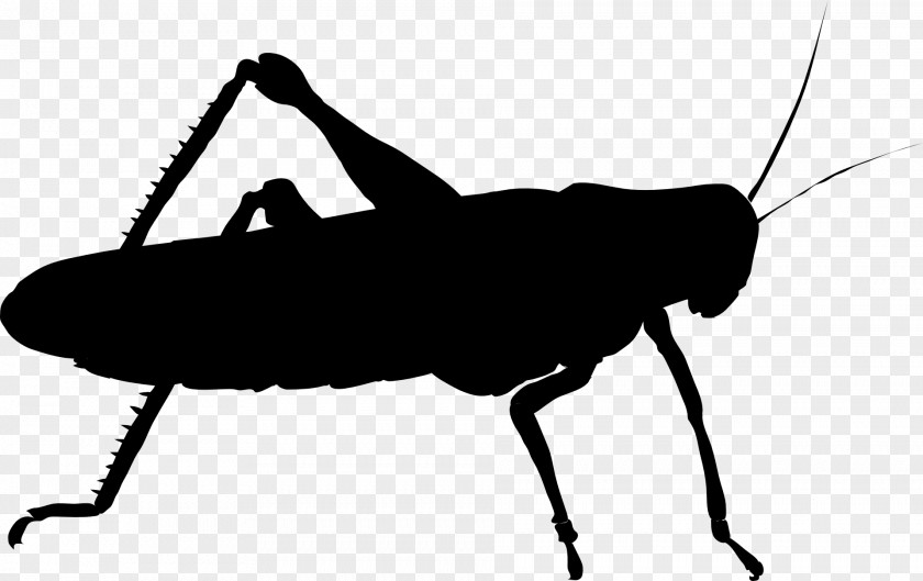 Insect Stock Photography Cricket Illustration PNG