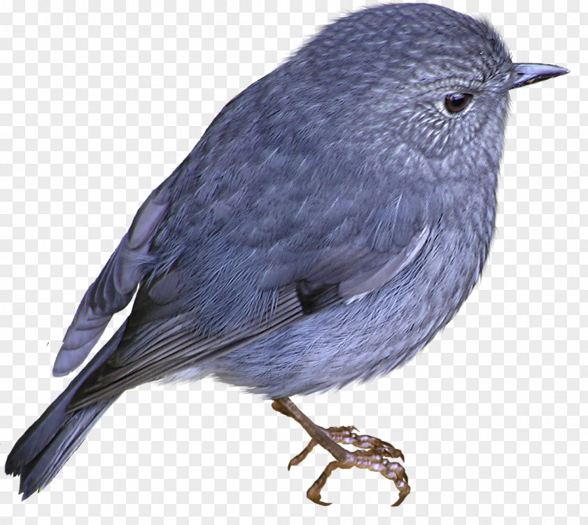 Bird Finch American Sparrows Cygnini Beak PNG