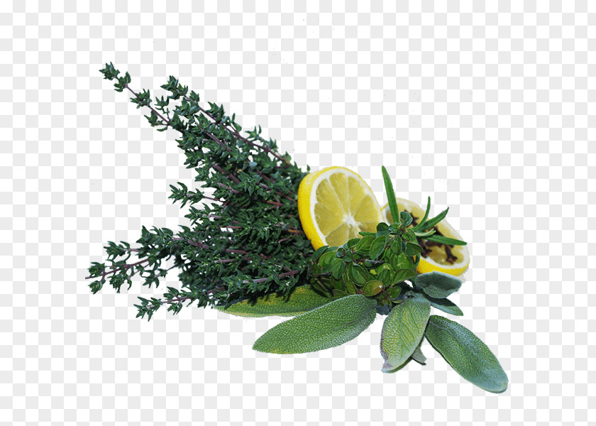 Citrus Mediterranean Cuisine Garden Thyme Common Sage Herb Rosemary PNG
