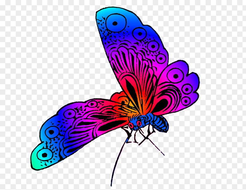 Colorful Butterfly Color Clip Art PNG