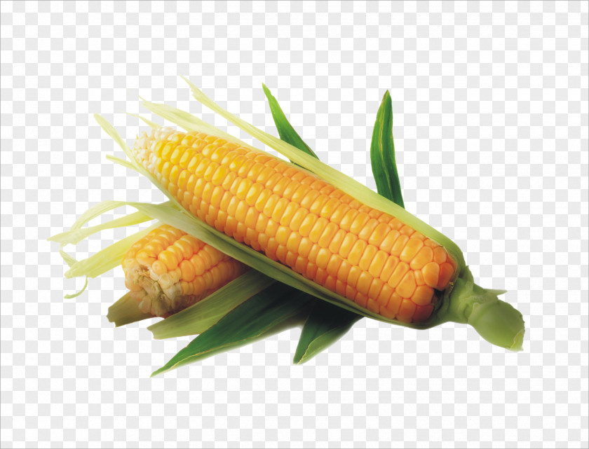 Corn Maize Sweet Kernel Field Vegetable PNG