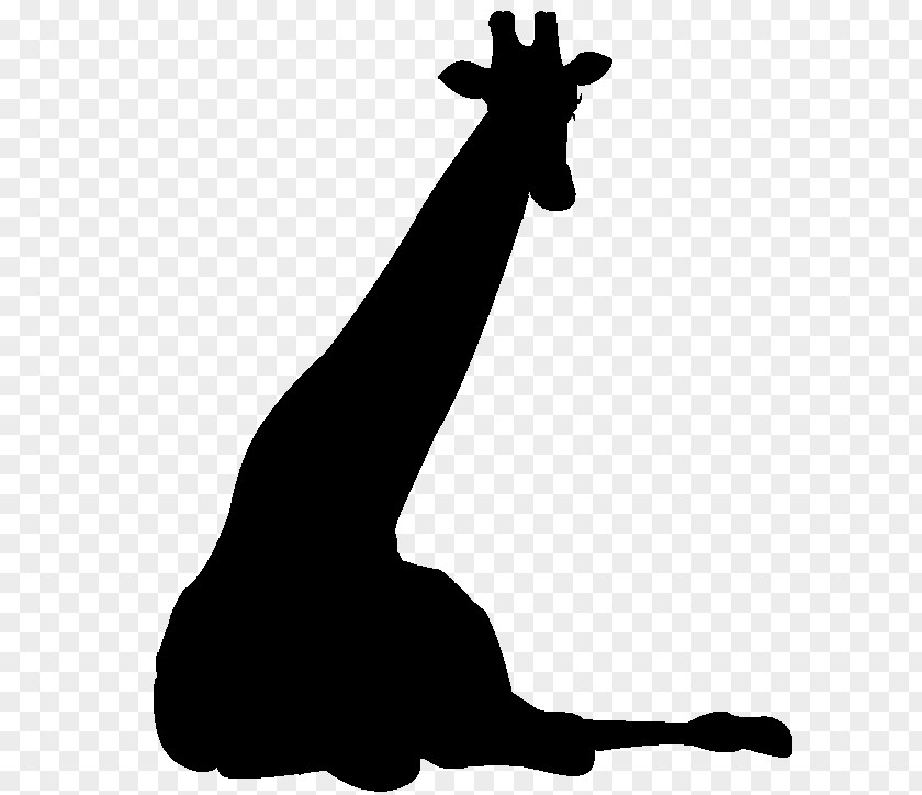 Giraffe Horse Mammal Clip Art Mane PNG